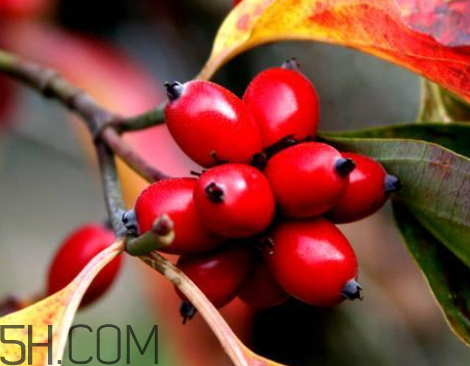 山茱萸可以泡酒嗎 山茱萸怎么泡酒 山茱萸可以泡酒嗎 山茱萸怎么泡酒