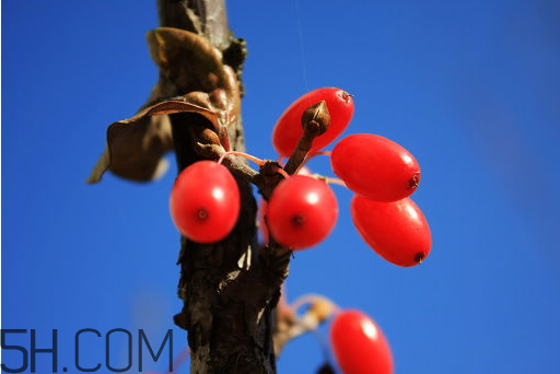 山茱萸什么時候成熟？山茱萸什么時候結(jié)果？