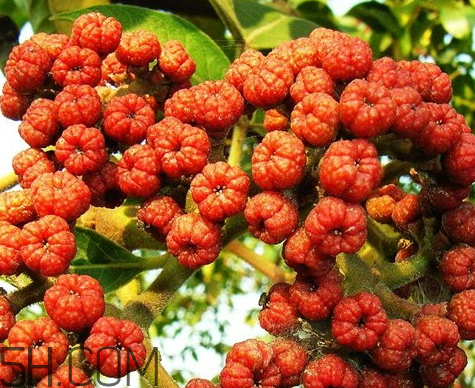 吳茱萸什么時(shí)候采摘 吳茱萸什么時(shí)候味道 吳茱萸什么時(shí)候采摘 吳茱萸什么時(shí)候味道