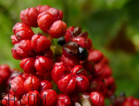 吳茱萸什么時(shí)候采摘 吳茱萸什么時(shí)候味道 吳茱萸什么時(shí)候采摘 吳茱萸什么時(shí)候味道