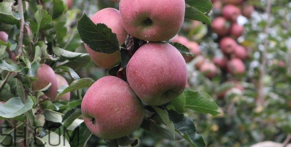 丑蘋果和普通蘋果的區(qū)別 丑蘋果和普通蘋果的區(qū)別