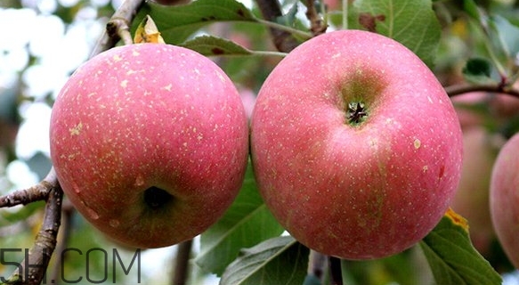 丑蘋果和普通蘋果的區(qū)別 丑蘋果和普通蘋果的區(qū)別