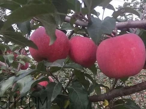 丑蘋果多少錢一斤？丑蘋果價格