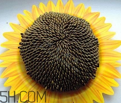 葵花籽是什么？葵花籽和瓜子的區(qū)別