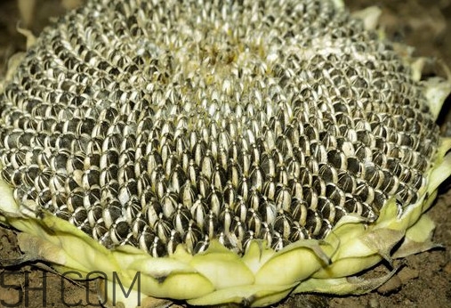 葵花籽怎么弄下來(lái)？葵花籽怎么脫粒