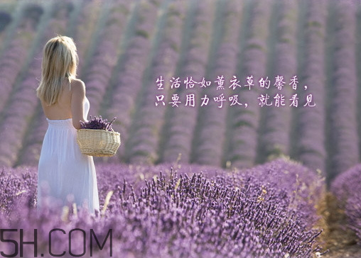 香柏樹薰衣草敏感修復(fù)乳液怎么樣？多少錢？