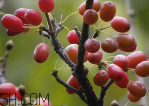 山茱萸是山萸肉嗎？山茱萸是吳茱萸嗎？