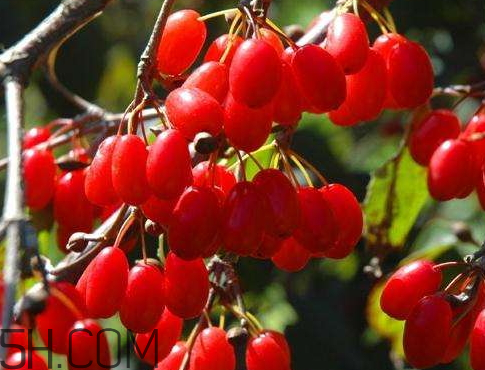 山茱萸是山萸肉嗎？山茱萸是吳茱萸嗎？