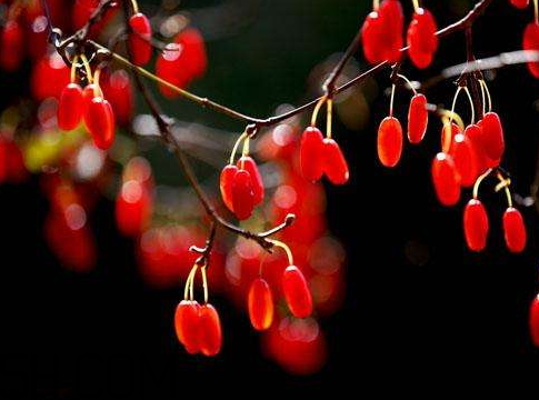 山茱萸是山萸肉嗎？山茱萸是吳茱萸嗎？