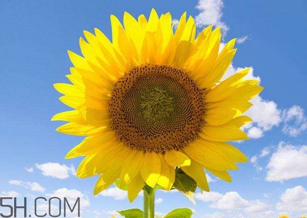 向日葵為什么叫向日葵？向日葵是哪個國家的國花