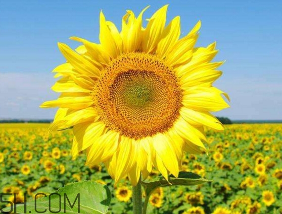 向日葵什么時(shí)候開(kāi)花？向日葵什么時(shí)候成熟