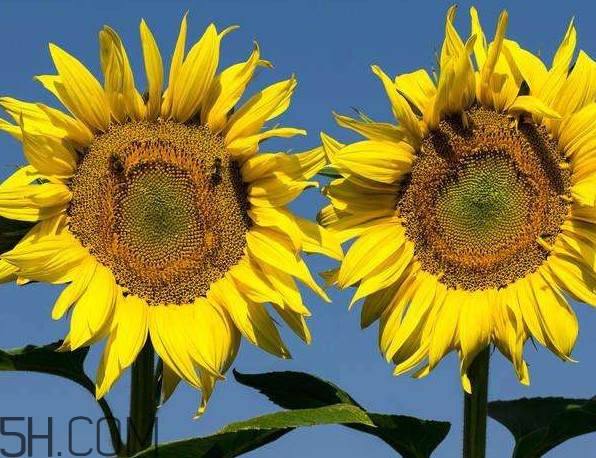 向日葵什么時(shí)候凋謝？向日葵的精神是什么