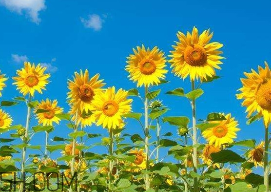 向日葵向什么方向？向日葵的花語(yǔ)是什么