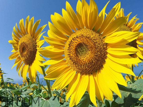 向日葵什么時(shí)候開(kāi)花？向日葵什么時(shí)候成熟