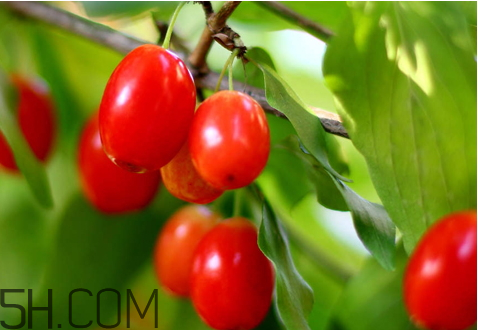 山茱萸什么時候成熟？山茱萸什么時候結(jié)果？