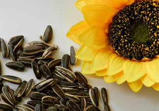 葵花籽不能和什么一起吃？葵花籽什么時候成熟