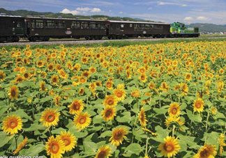 向日葵什么時候凋謝？向日葵的精神是什么