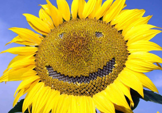 向日葵向什么方向？向日葵的花語是什么