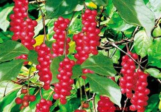 山茱萸什么時(shí)候成熟？山茱萸什么時(shí)候結(jié)果？