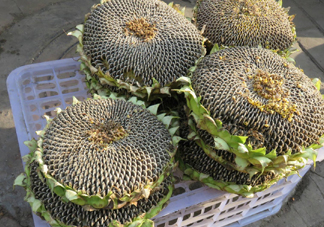 一朵向日葵能結多少葵花籽？葵花籽為什么也會致癌