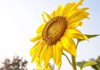 向日葵為什么叫向日葵？向日葵是哪個(gè)國(guó)家的國(guó)花