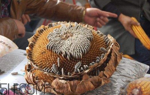 葵花籽怎么弄下來(lái)？葵花籽怎么脫粒