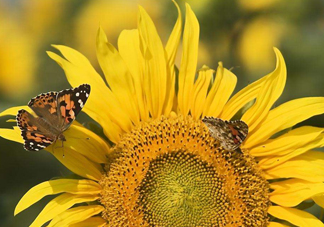 向日葵是怎么傳播種子的？向日葵是圍著太陽轉嗎