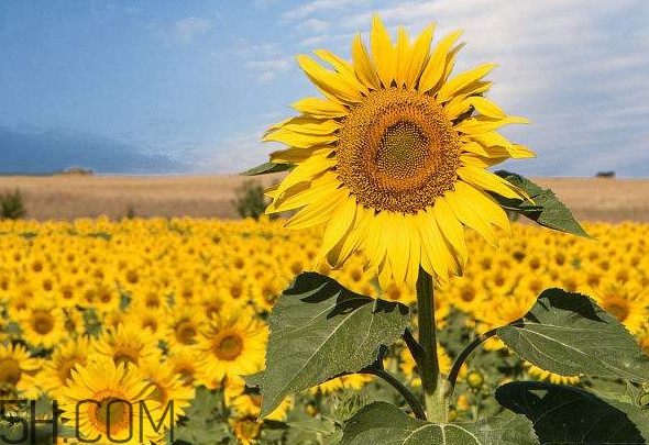 向日葵向什么方向？向日葵的花語(yǔ)是什么