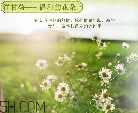 香柏樹(shù)德國(guó)洋甘菊純露怎么樣 洋甘菊純露怎么用 香柏樹(shù)德國(guó)洋甘菊純露怎么樣 洋甘菊純露怎么用