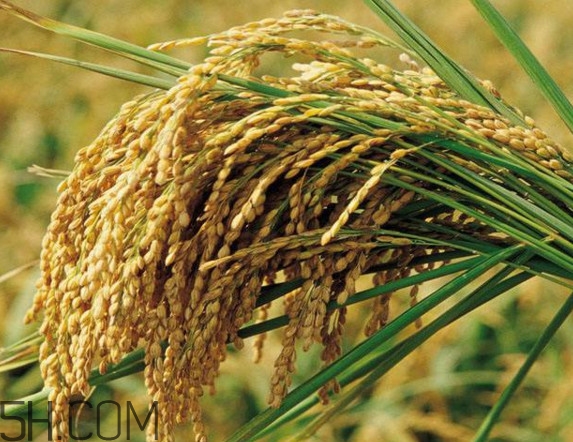 五常大米什么時候收割？五常大米的功效與作用