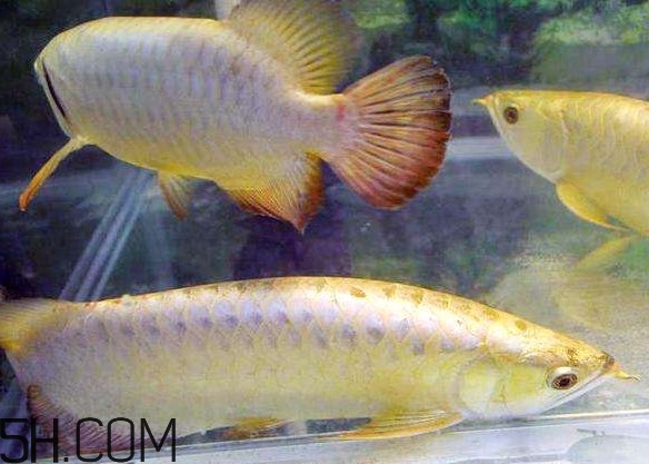 金龍魚有什么寓意？金龍魚有幾個品種