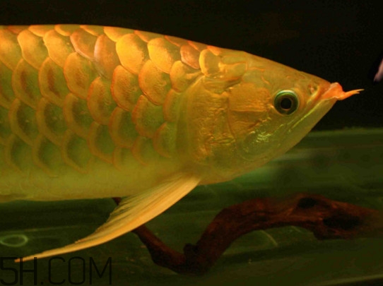 什么魚和金龍魚一起養(yǎng)好？金龍魚怎么養(yǎng)