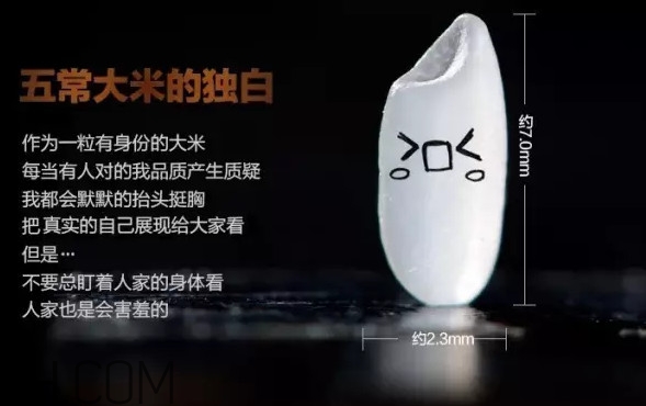 五常大米為什么那么貴？五常大米比一般大米味道好在哪兒