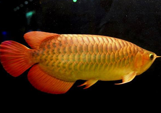 金龍魚能吃嗎？紅龍魚貴還是金龍魚貴