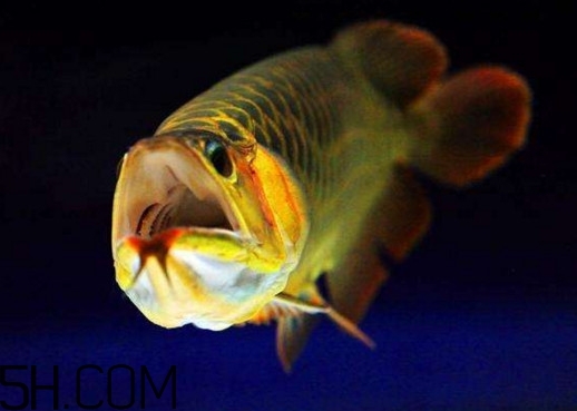 金龍魚有什么寓意？金龍魚有幾個品種