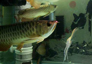 金龍魚是怎么繁殖？養(yǎng)金龍魚有什么講究