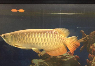 金龍魚是什么魚？金龍魚多少錢一條