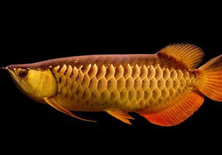 什么魚和金龍魚一起養(yǎng)好？金龍魚怎么養(yǎng)