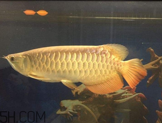 金龍魚是什么魚？金龍魚多少錢一條