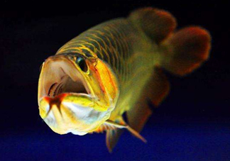 金龍魚有什么寓意？金龍魚有幾個品種