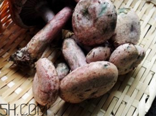 重陽菌燉久了營養(yǎng)會流失嗎？重陽菌長霉還能吃嗎