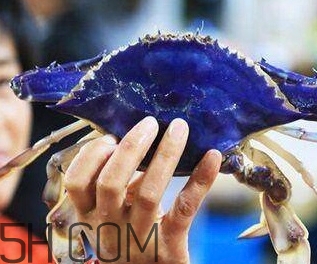 藍色梭子蟹可以吃嗎？梭子蟹蟹腿變藍可以吃嗎
