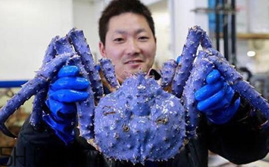 藍色梭子蟹可以吃嗎？梭子蟹蟹腿變藍可以吃嗎