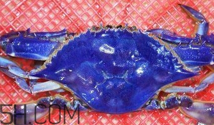 藍色梭子蟹可以吃嗎？梭子蟹蟹腿變藍可以吃嗎