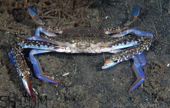 藍色梭子蟹可以吃嗎？梭子蟹蟹腿變藍可以吃嗎