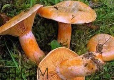 樅樹(shù)菌有點(diǎn)霉了能吃嗎？樅樹(shù)菌能和皮蛋一起吃嗎