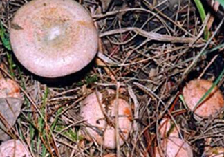 重陽菌燉久了營養(yǎng)會(huì)流失嗎？重陽菌長霉還能吃嗎