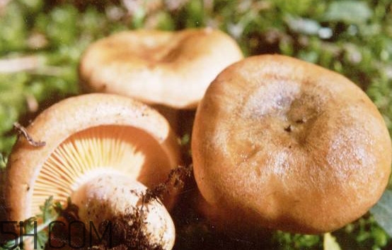 樅樹(shù)菌有點(diǎn)霉了能吃嗎？樅樹(shù)菌能和皮蛋一起吃嗎