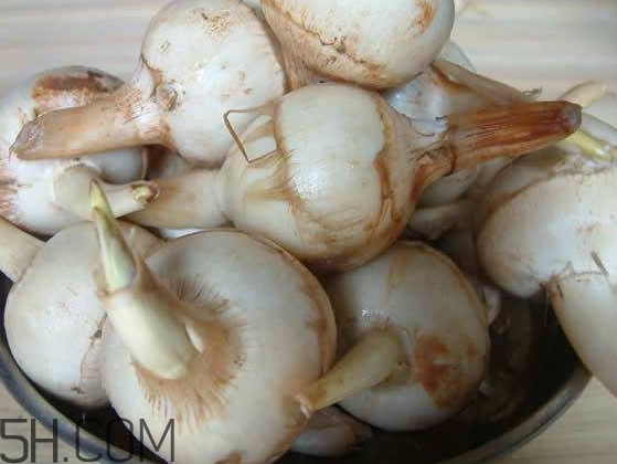 慈菇是什么？慈菇怎么吃