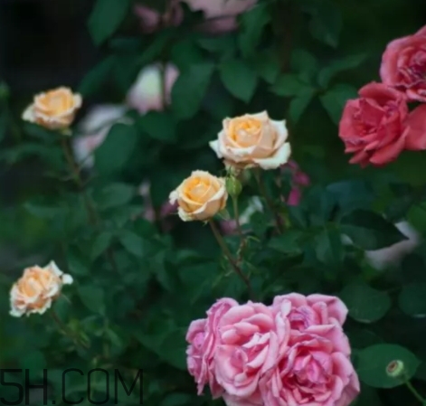 香水工坊茶玫瑰tea rose好聞嗎？tea rose香水有假貨嗎？